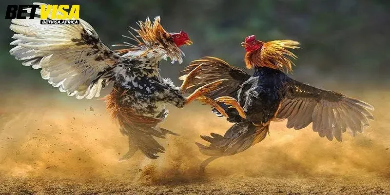 Giới thiệu sơ lược về sảnh đá gà Betvisa