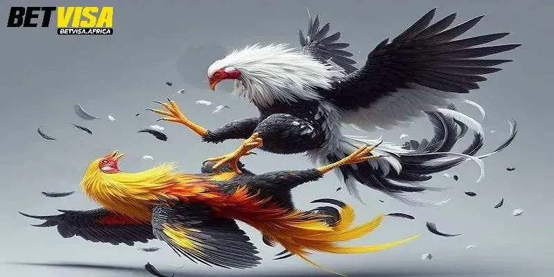 Cách để tham gia cược đá gà Betvisa