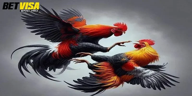 Ưu điểm giúp sảnh trở thành sự lựa chọn ưu tiên của các sư kê