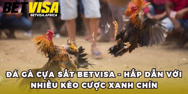 Đá Gà Cựa Sắt Betvisa - Hấp dẫn Với Nhiều Kèo Cược Xanh Chín