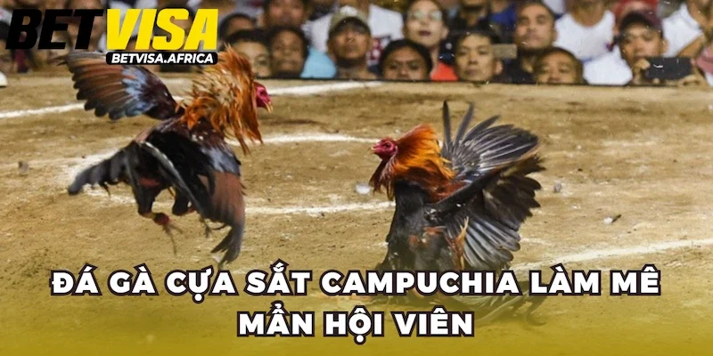 Đá gà cựa sắt Campuchia làm mê mẩn hội viên