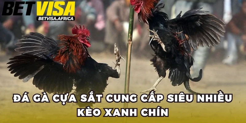 Đá gà cựa sắt cung cấp siêu nhiều kèo xanh chín