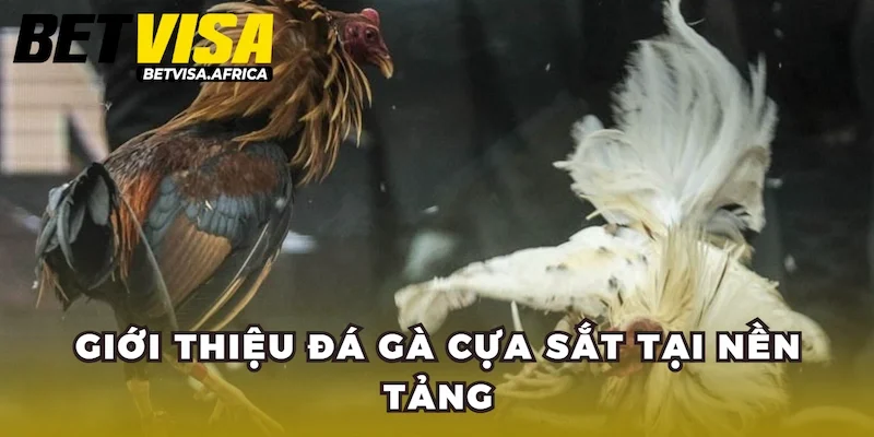 Giới thiệu khái quát về đá gà cựa sắt tại nền tảng