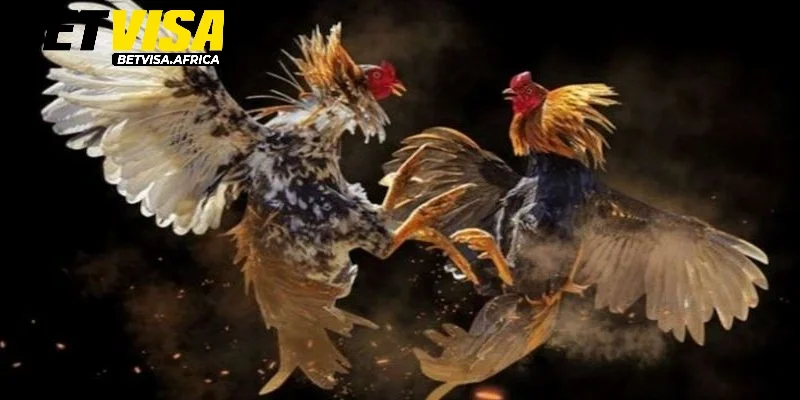 Giới thiệu trải nghiệm đá gà Thomo khó quên