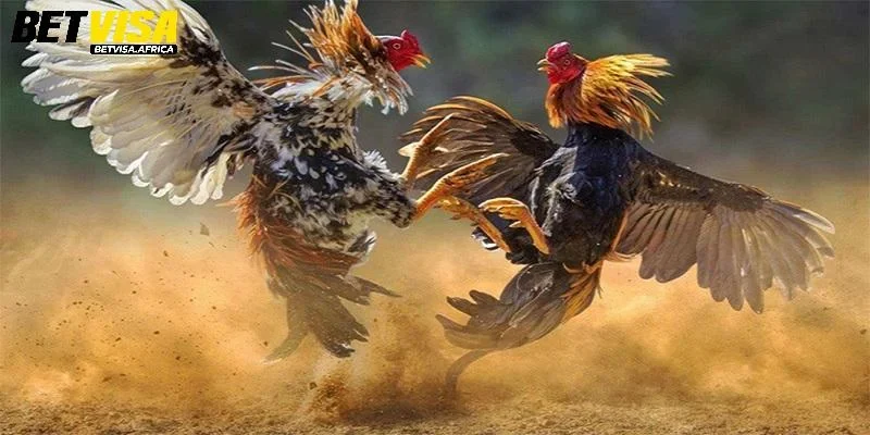 Những mẹo chơi đá gà cơ bản và chuẩn xác
