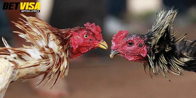 Mẹo Chơi Đá Gà Tại Betvisa Giúp Thắng Lớn Mỗi Ngày